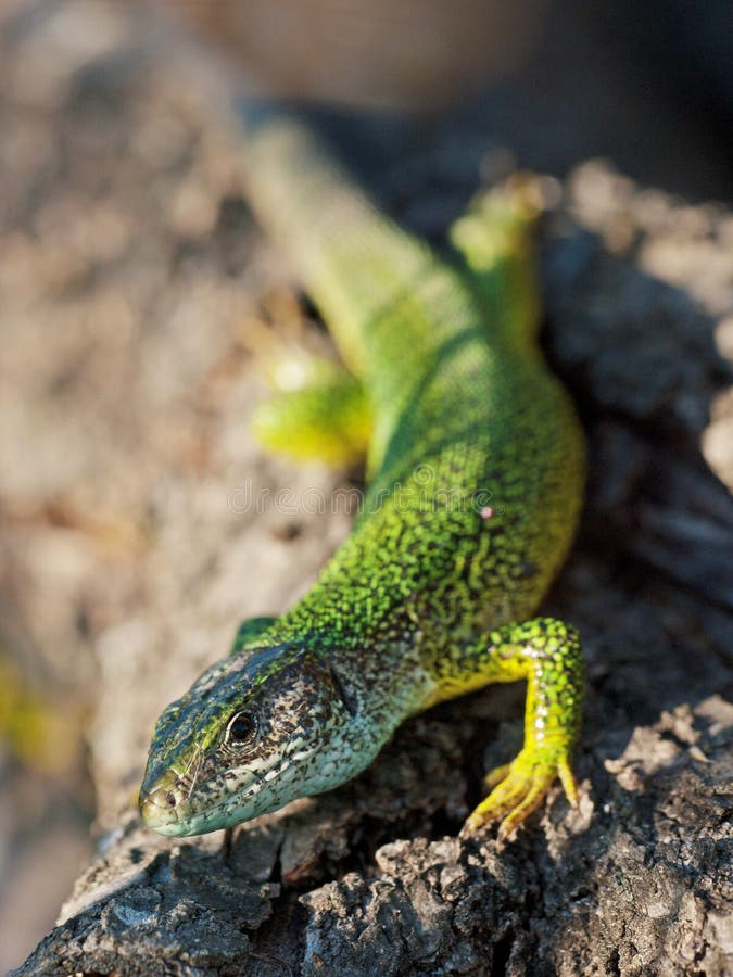 European green lizard / Smaragdeidechse / Lacerta viridis