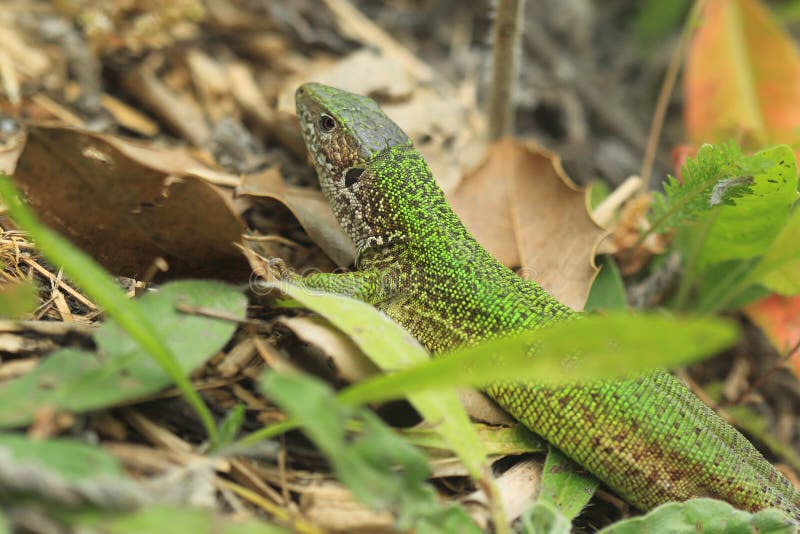 European green lizard royalty free stock photos