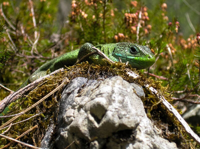 European green lizard on stone royalty free stock photography