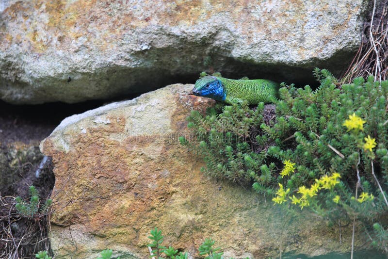 European green lizard stock photos