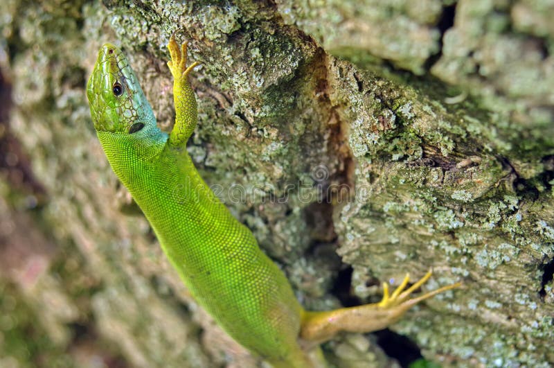 Wild animal. Reptile. European green lizard royalty free stock photo