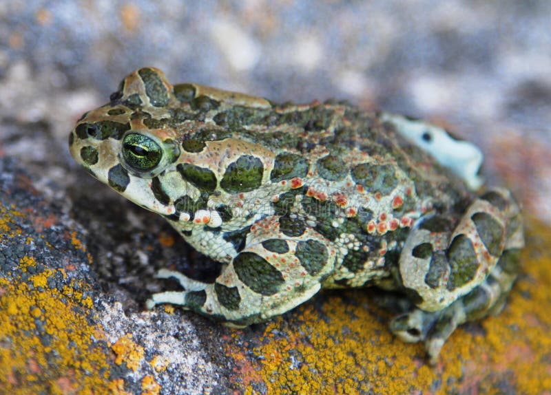 European green toad Bufo viridis royalty free stock photography