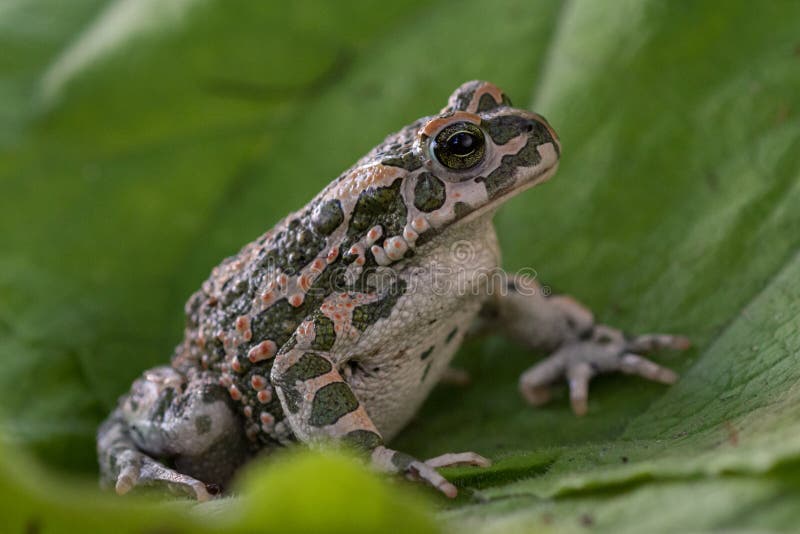 European green toad Bufo viridis stock image