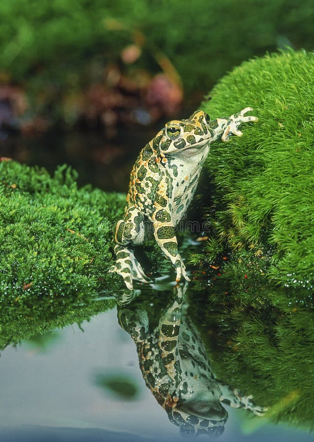 European green toad stock photo