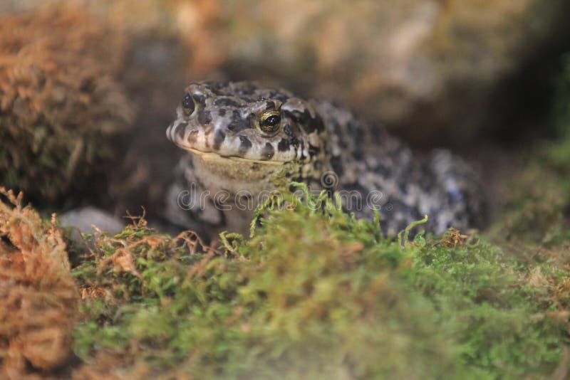 European green toad royalty free stock photo