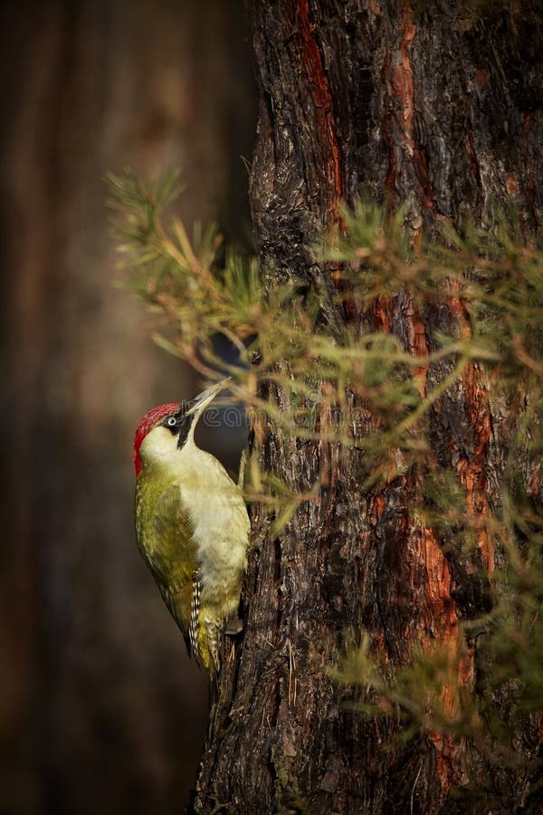 European green woodpeckerpicus viridis on a tree stock photo