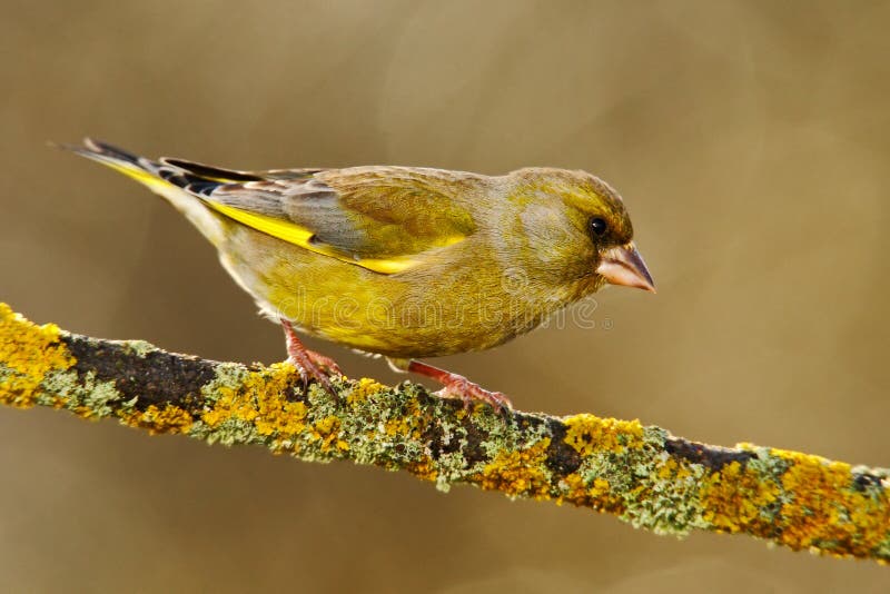 European Greenfinch, Carduelis chloris, green and yellow songbird sitting on the yellow larch branch, with clear grey background royalty free stock photos European Greenfinch, Carduelis chloris, green and yellow songbird sitting on the yellow larch branch, with clear grey background royalty free stock photos