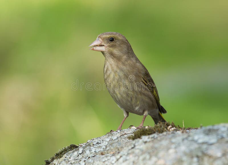 1,530 Visiting Birds Stock Photos - Free & Royalty-Free Stock Photos from  Dreamstime