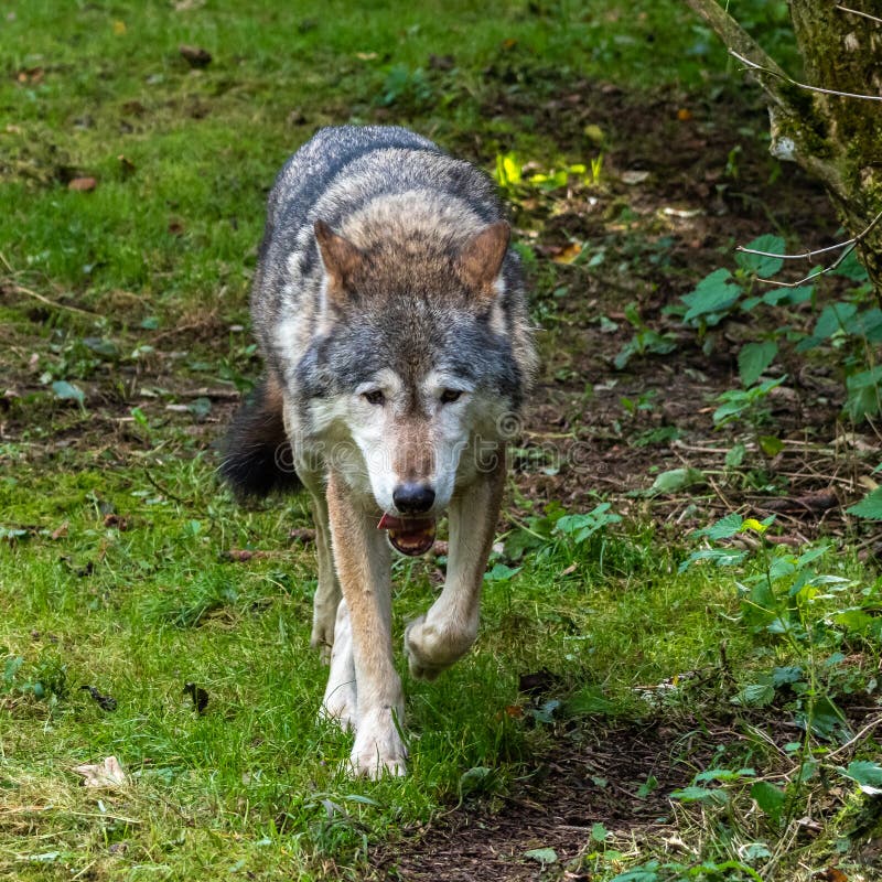 European Grey Wolf, Canis Lupus in a German Park Stock Image - Image of ...