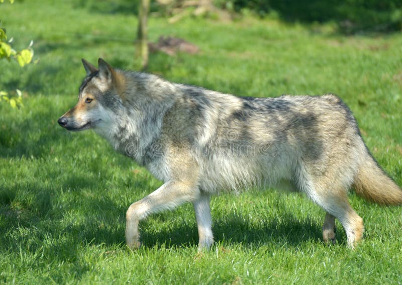 European Grey Wolf, Canis Lupus Lupus Stock Image - Image of predator ...