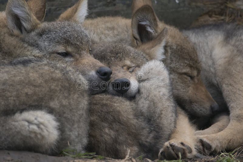 European grey wolf pups cuddling together, Canis lupus lupus