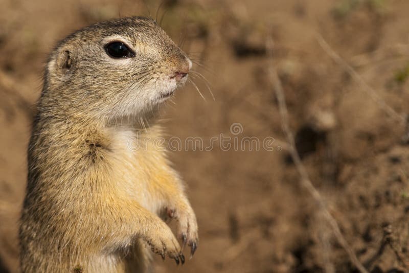 European Ground Squirrel