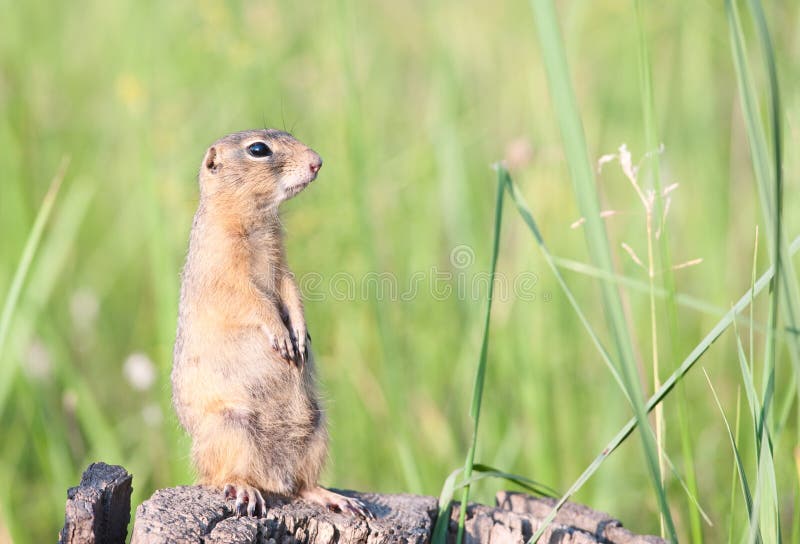 European ground squirrel