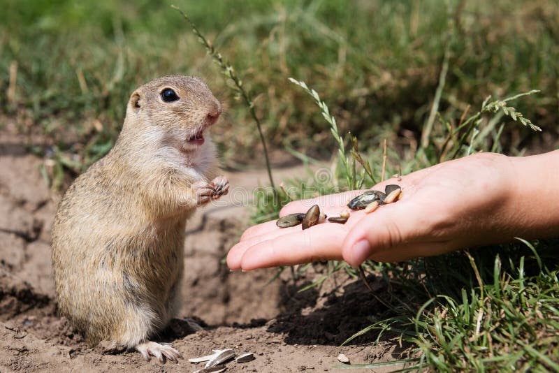 European ground squirrel eating seeds from hand