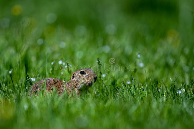 Sysel európsky, syseľ európsky, Spermophilus citellus. Národný park Muránska planina, Slovensko