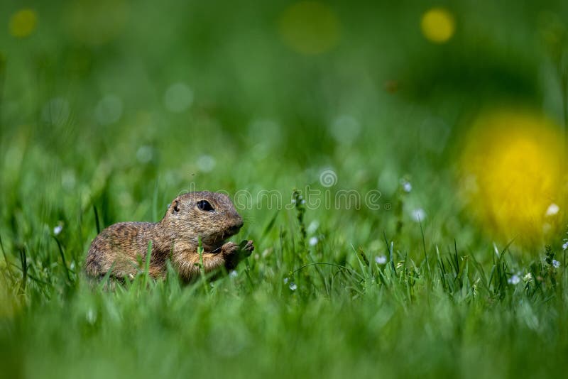 Sysel európsky, syseľ európsky, Spermophilus citellus. Národný park Muránska planina, Slovensko