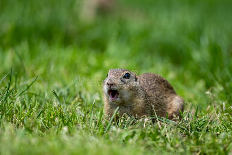 Sysel európsky, syseľ európsky, Spermophilus citellus. Národný park Muránska planina, Slovensko