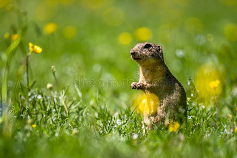 Sysel európsky, syseľ európsky, Spermophilus citellus. Národný park Muránska planina, Slovensko