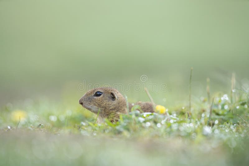 Sysel evropský, spermophilus citellus, syslík evropský