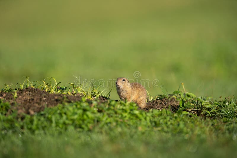 Sysel evropský, spermophilus citellus, syslík evropský