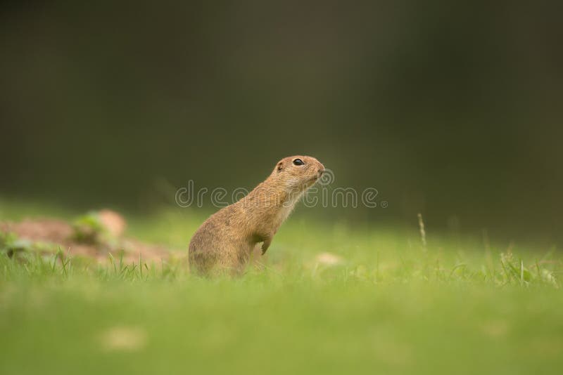 Sysel európsky, spermophilus citellus, syseľ európsky