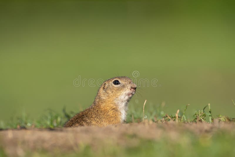 Sysel evropský, spermophilus citellus, syslík evropský