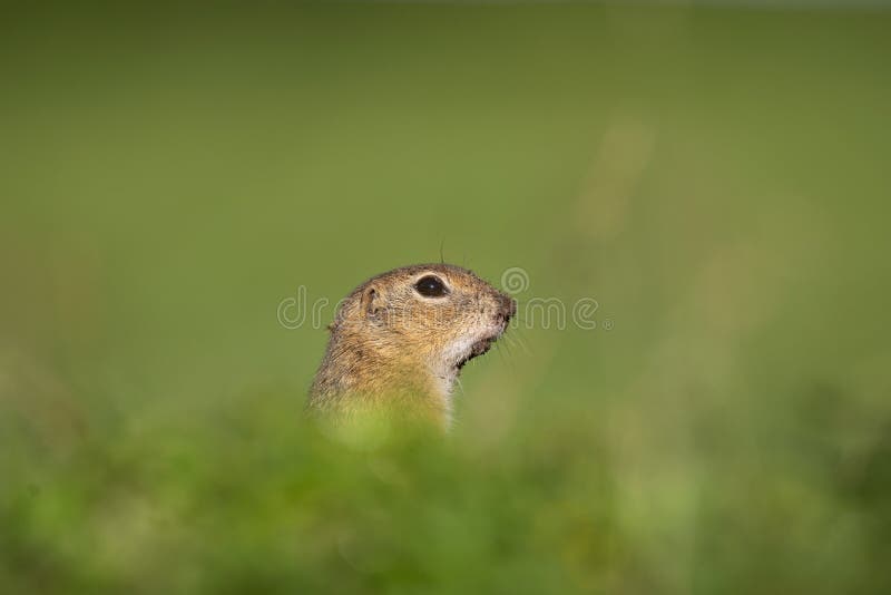 Sysel evropský, spermophilus citellus, syslík evropský