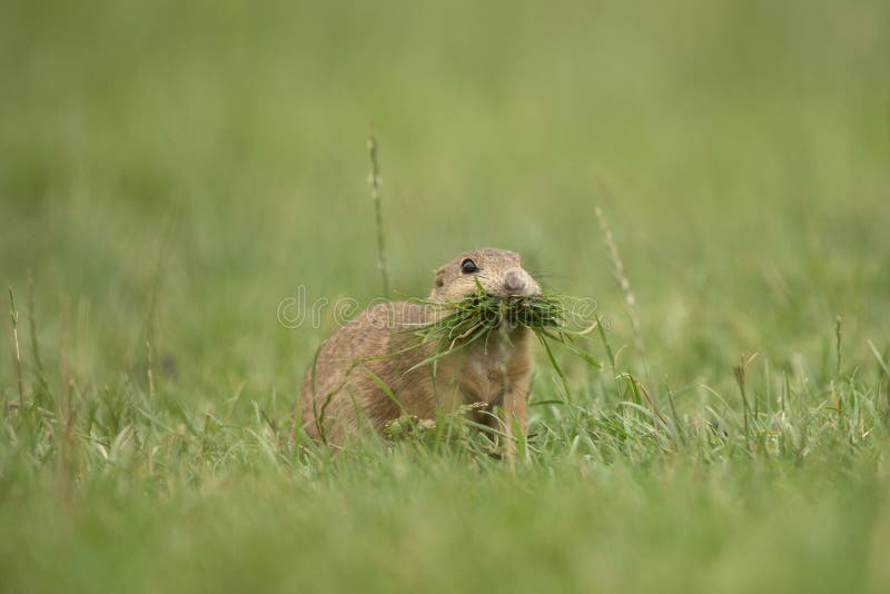 Sysel európsky, spermophilus citellus, syseľ európsky