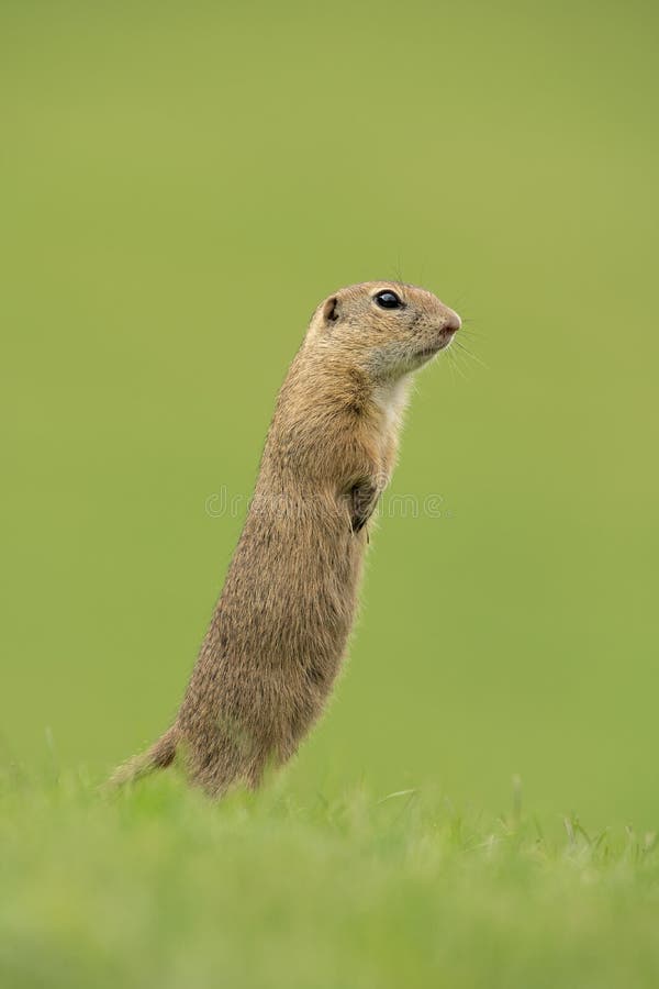 Sysel európsky, spermophilus citellus, syseľ európsky