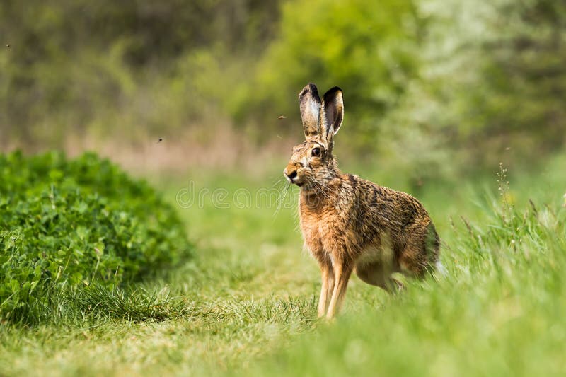 European hare (Lepus europaeus)