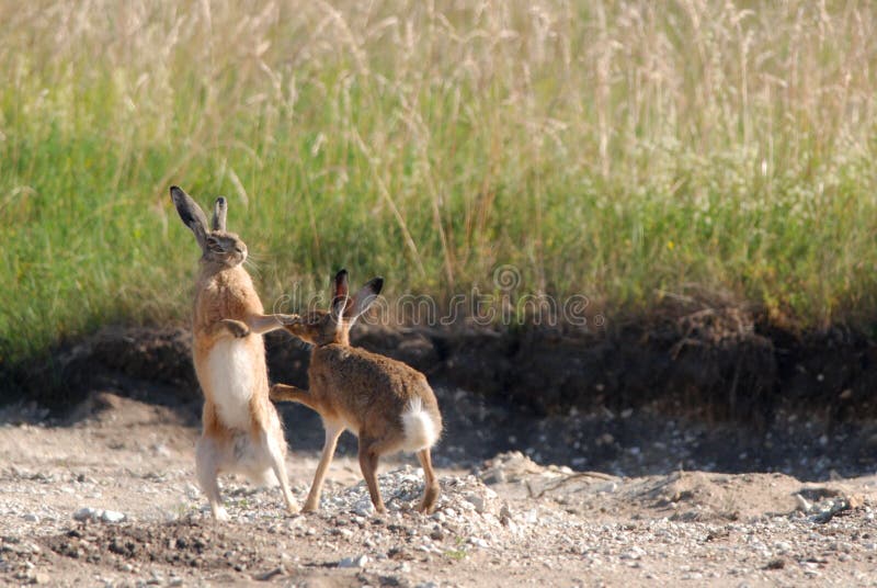 Due wild europea lepri lotta tra di loro.