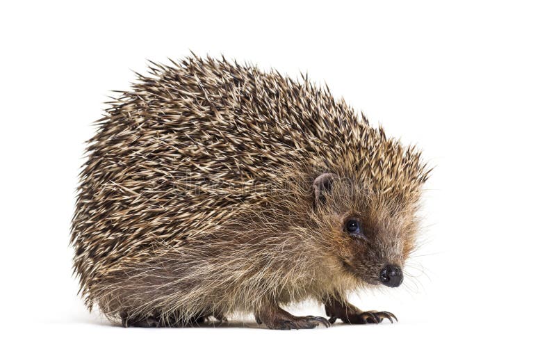 European hedgehog, Erinaceus europaeus