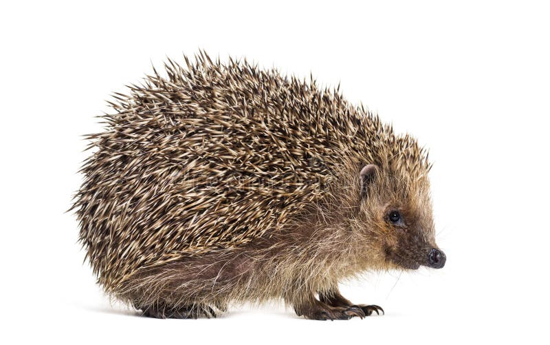 European hedgehog, Erinaceus europaeus