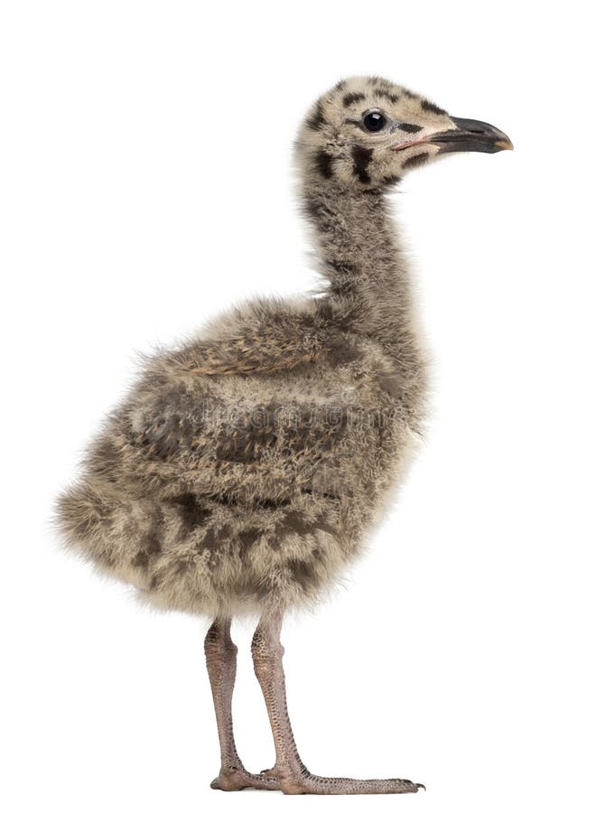 European Herring Gull chick, Larus argentatus, 1 month old again stock images European Herring Gull chick, Larus argentatus, 1 month old again stock images