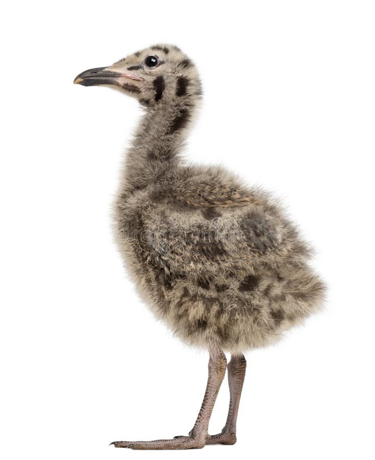 European Herring Gull chick, Larus argentatus royalty free stock images European Herring Gull chick, Larus argentatus royalty free stock images