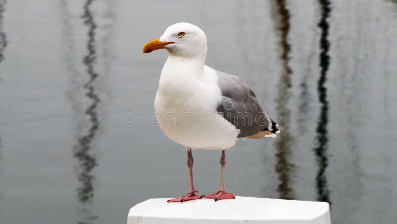 European herring gull royalty free stock photo European herring gull royalty free stock photo
