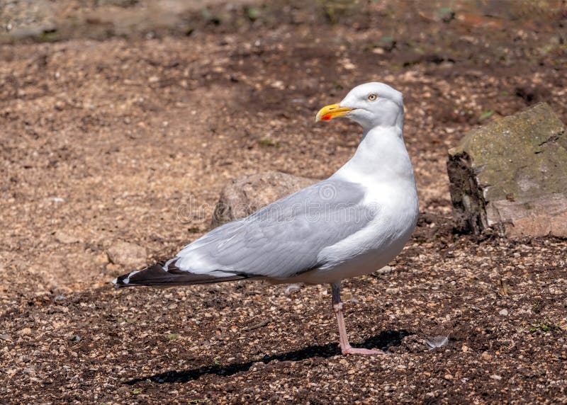 European Herring Gull - Larus argentatus at rest. stock photo European Herring Gull - Larus argentatus at rest. stock photo