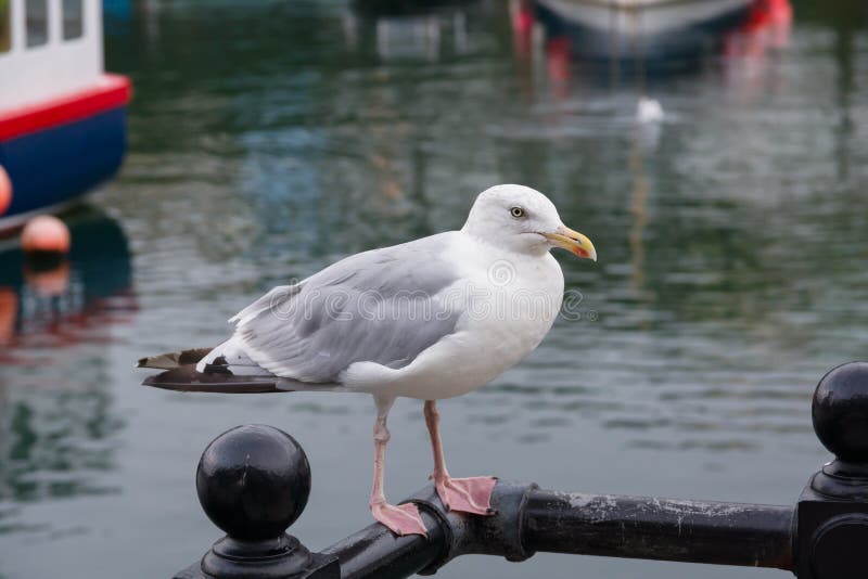 European Herring Gull royalty free stock photos European Herring Gull royalty free stock photos