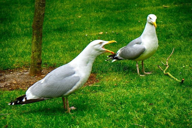 European Herring Gulls, Dublin, Ireland Stock Image Image of ecology
