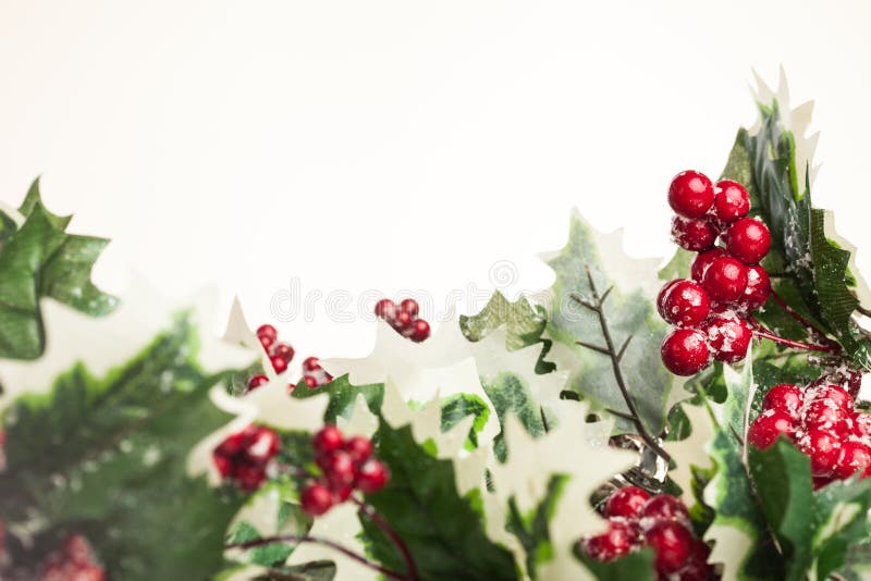 European holly on white