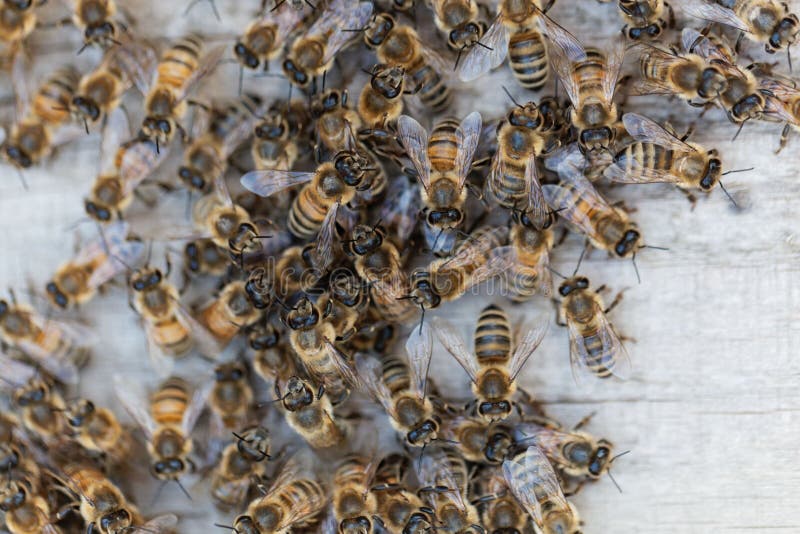 European Honey Bees Apis Mellifera on a Wood Background. Stock Image ...