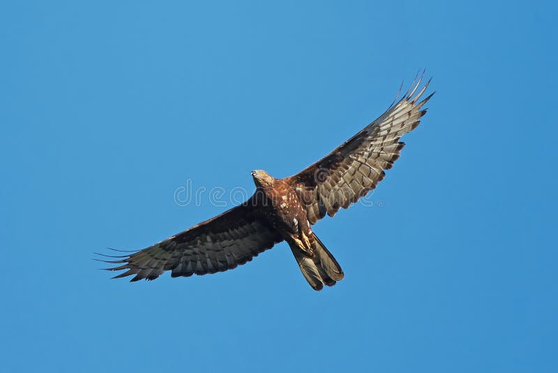 European Honey Buzzard (Pernis apivorus)