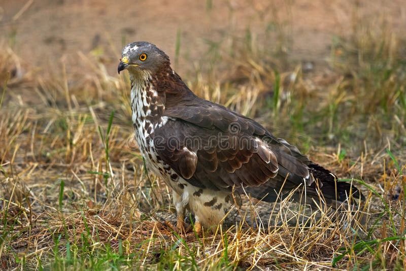 European honey buzzard, Pernis apivorus, sitting in the grass on the meadow. Wildlife scene from nature, Germany. Buzzard hawk in