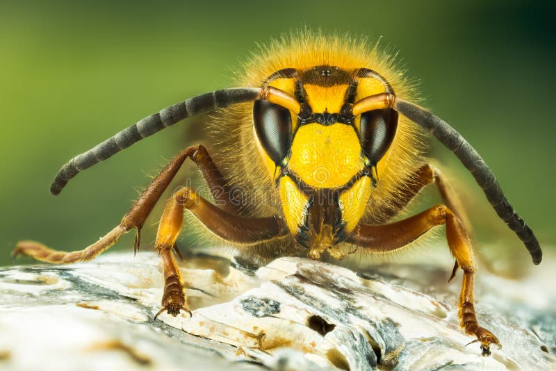 European Hornet, Hornet, Vespa crabro