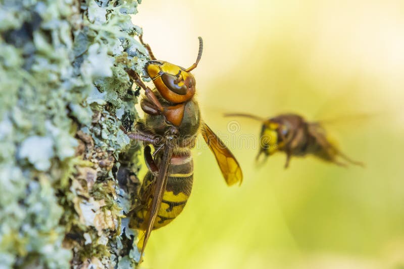 European hornet, Vespa crabro