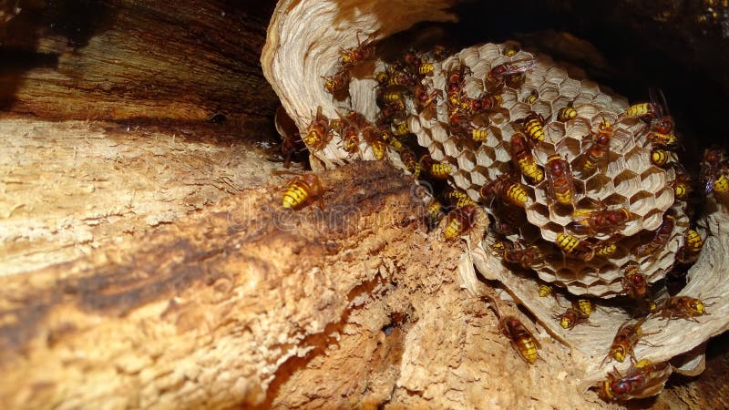 European Hornets nest built in a tree cavity.