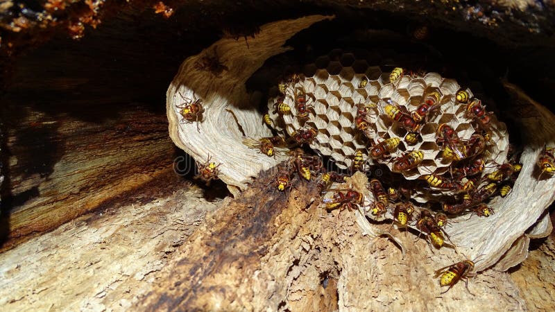 European Hornets nest built in a tree cavity.