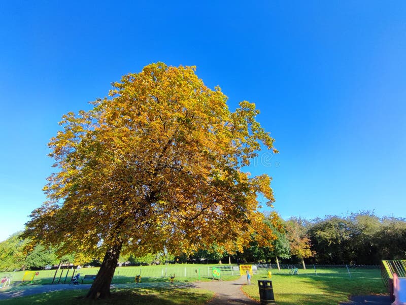 European horse chestnut tree with autumn leaves