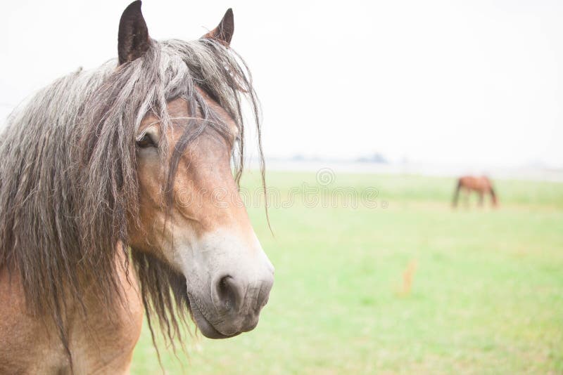 European horse stock image. Image of centered, daylight 73704117
