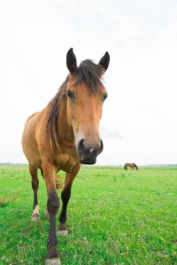 European horse stock image. Image of daylight, cloudy 73704163